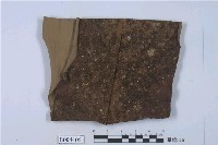 藏品(尖舌扁萼蘚)的圖片